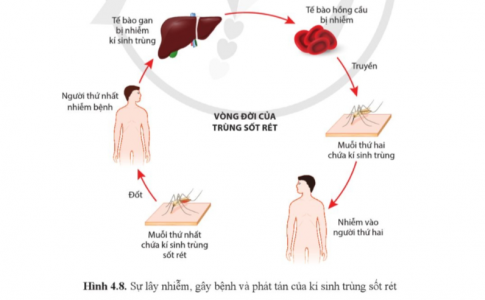 Dựa vào hình 4.8, nêu các biện pháp giảm thiểu nguy cơ lây truyền bệnh kí sinh trùng sốt rét