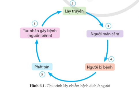 Dựa vào hình 6.1, hãy vẽ sơ đồ thể hiện các mắt xích của chu trình lây nhiễm dịch sốt xuất huyết, dịch cúm hoặc dịch tả