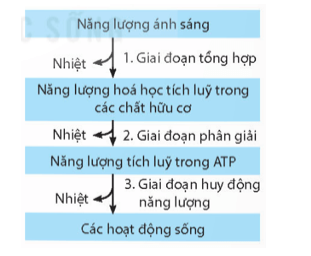 A. Tổng hợp → Phân giải → Huy động năng lượng.