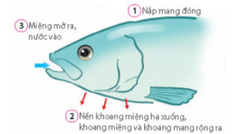 A. Nắp mang đóng → Nền khoang miệng hạ xuống, khoang miệng và khoang mang rộng ra → Miệng mở ra, nước vào.