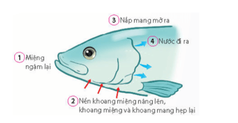 B. Miệng ngậm lại → Nền khoang miệng nâng lên, khoang miệng và khoang mang hẹp lại → Nắp mang mở ra → Nước đi ra.