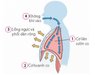 A. Cơ liên sườn co → Cơ hoành co → Lồng ngực và phổi dãn rộng → Không khí từ ngoài đi vào phổi.