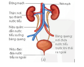 A. Thận - lọc máu, tạo nước tiểu; niệu quản - dẫn nước tiểu xuống bàng quang; bàng quang - nơi chứa nước tiểu; niệu đạo - thải nước tiểu ra ngoài.