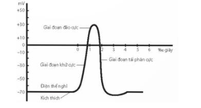 B. khử cực → đảo cực → tái phân cực.  Điện thế hoạt động được hình thành qua các giai đoạn theo trình tự:khử cực → đảo cực → tái phân cực.