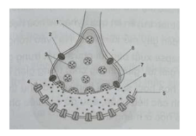 Câu 26: Cấu trúc synapse hoá học được mô tả như hình bên, các vị trí từ 1 – 8 mô tả cấu trúc nào của synapse?