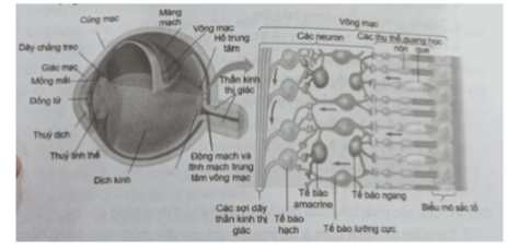  Ở võng mạc, ánh sáng qua các lớp neuron nào trước khi tới các thụ thể quang học?