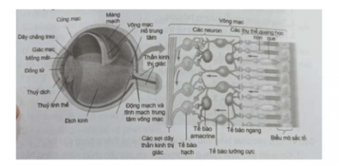  Các tín hiệu từ tế bào que và tế bào nón có thể truyền trực tiếp đến