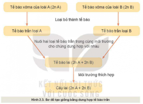 Quan sát Hình 2.3 và mô tả quy trình chọn tạo giống cây trồng bằng kĩ thuật dung hợp tế bào trần.