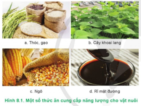 Các loại thức ăn cung cấp năng lượng trong hình 8.1 được sử dụng cho loại vật nuôi nào?