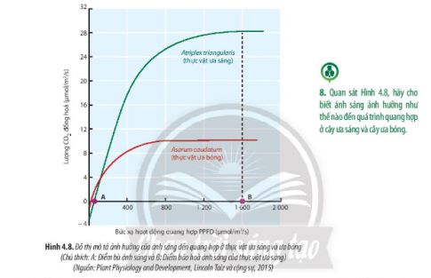 Quan sát Hình 4.8, hãy cho biết ánh sáng ảnh hưởng như thế nào đến quá trình quang hợp ở cây ưa sáng và cây ưa bóng.