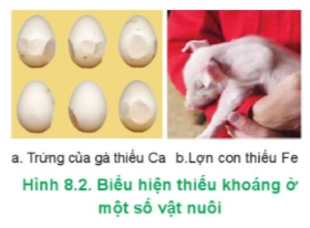 Hãy nêu các biểu hiện bệnh của vật nuôi do thiếu khoáng trong hình 8.2. Phòng các bệnh này cho vật nuôi bằng cách nào?