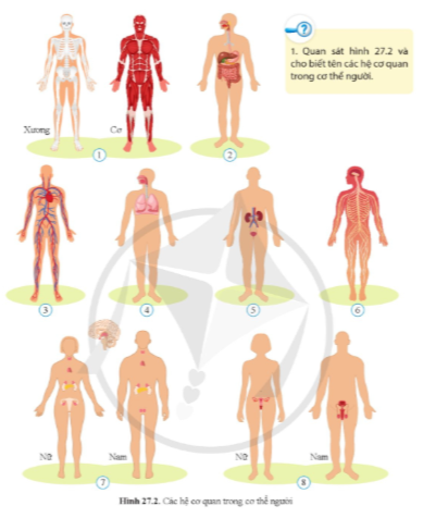 Quan sát hình 27.2 cho biết tên các hệ cơ quan trong cơ thể.