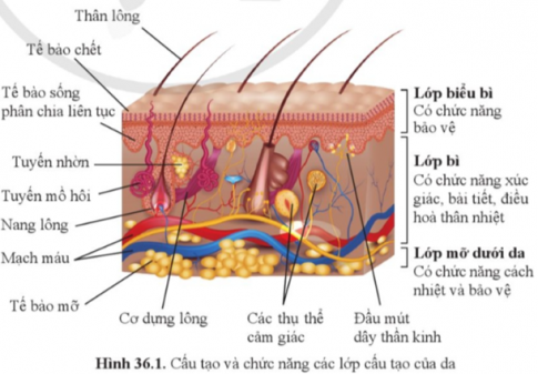 Quan sát hình 36.1, nêu tên các lớp cấu tạo của da và chức năng của mỗi lớp cấu tạo theo mẫu sau: