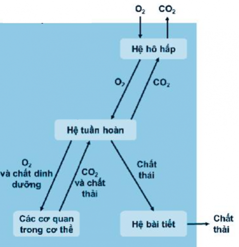 - Khi em tập thể dục, có sự tham gia của các hệ cơ quan gồm: hệ tuần hoàn, hệ hô hấp, hệ thần kinh, hệ bài tiết, hệ nội tiết, hệ vận động.  - Khi tập thể dục, sự bài tiết mồ hôi, nhịp thở và nhịp tim đều tăng.  Giải thích: Khi tập thể dục, các tế bào cơ tăng cường hoạt động → Các tế bào cơ cần phải được cung cấp nhiều năng lượng hơn → Các tế bào cơ cần lượng oxygen và vật chất nhiều hơn để cung cấp nguyên liệu cho quá trình hô hấp tế bào, đồng thời, nhu cầu thải chất thải và carbon dioxide – sả