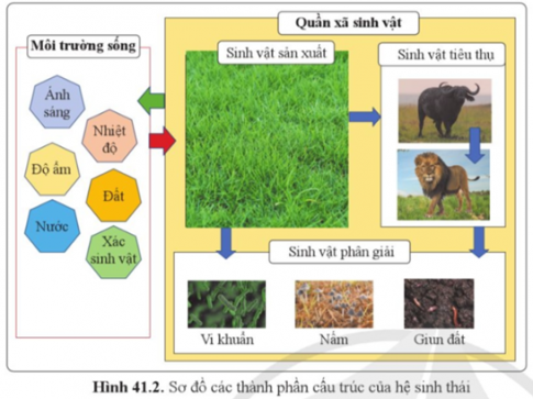 Quan sát hình 41.2, nêu các thành phần cấu trúc cơ bản của hệ sinh thái và mối quan hệ giữa các thành phần này.