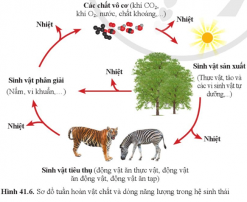 Quan sát hình 41.6, mô tả quá trình trao đổi vật chất và chuyển hóa năng lượng trong hệ sinh thái.