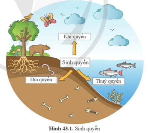 Quan sát hình 43.1 và nêu các thành phần cấu trúc của Sinh quyển.