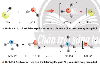  Quan sát hình 2.4 và hình 2.5 cho biết chất nào nhận H$^{+}$ chất nào cho H$^{+}$