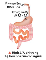 Quan sát hình 2.7 cho biết khoảng pH thấp nhất và cao nhất của ở các cơ quan trong hệ tiêu hóa con người