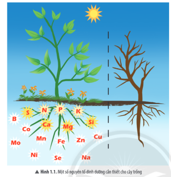  Quan sát hình 1.1, em hãy kể tên một số nguyên tố dinh dưỡng cần thiết cho cây trồng 