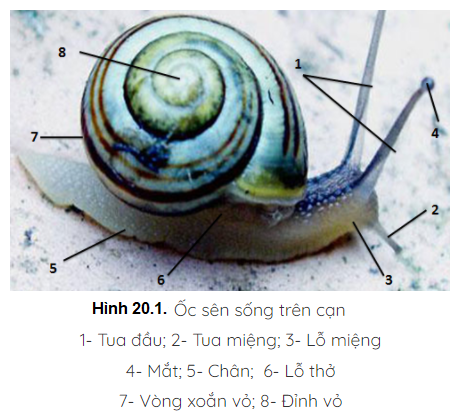 Giải sinh 7 bài 20: Thực hành Quan sát một số thân mềm