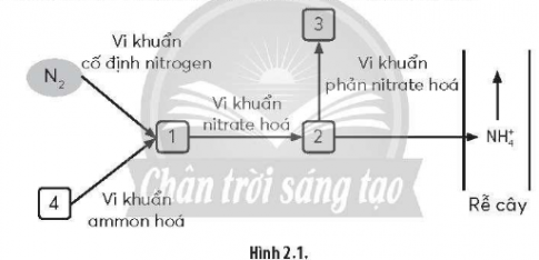 Quá trình chuyển hóa nitrogen trong tự nhiên được mô tả như sơ đồ Hình 2.1, chú thích (1), (2), (3), (4) tương ứng với những chất nào?