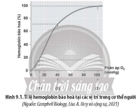  phổi, cơ vận động, cơ quan lúc nghỉ ngơi. Giải thích.