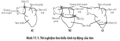 Để chứng minh tính tự động của tim ếch, người ta dùng chỉ thắt ba nút ở các vị trí khác nhau của tim như Hình 11.1.