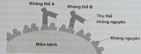 Trả lời các câu hỏi sau:  a) Kháng nguyên, kháng thể là gì?