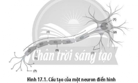 Hình 17.1 mô tả cấu tạo của một neuron điển hình.