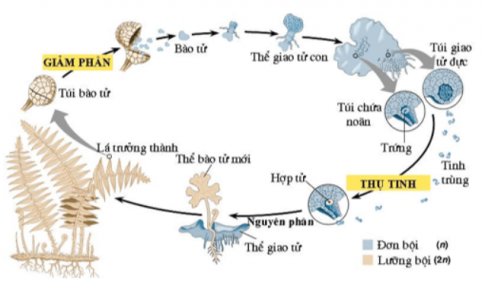 Trong vòng đời của dương xỉ, cơ quan nào sau đây thuộc giai đoạn giao tử thể (n)?