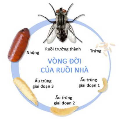 Hãy tìm hiểu và vẽ sơ đồ vòng đời của ruồi nhà. Từ đó, em hãy cho biết diệt ruồi ở giai đoạn nào mang lại kết quả tốt nhất? Vì sao?