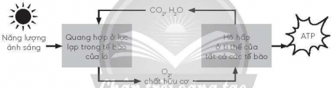Hãy vẽ sơ đồ thể hiện mối quan hệ giữa quang hợp và hô hấp ở cây.