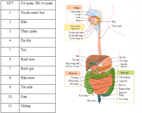 Nêu các cơ quan và hệ cơ quan tương ứng với những vị trí được đánh số trong hình