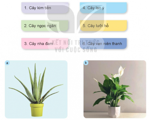 Giải siêu nhanh Công nghệ 4 kết nối Bài 1: Lợi ích của hoa, cây cảnh đối với đời sống