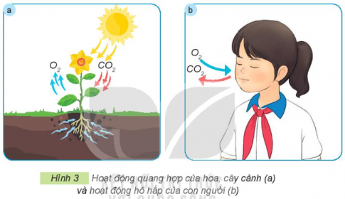 Giải siêu nhanh Công nghệ 4 kết nối Bài 1: Lợi ích của hoa, cây cảnh đối với đời sống