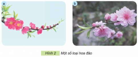 Giải siêu nhanh Công nghệ 4 kết nối Bài 1: Lợi ích của hoa, cây cảnh đối với đời sống