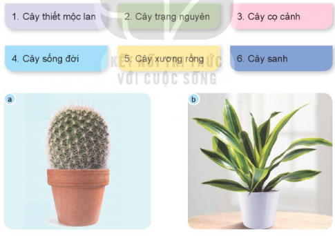 Giải siêu nhanh Công nghệ 4 kết nối Bài 1: Lợi ích của hoa, cây cảnh đối với đời sống