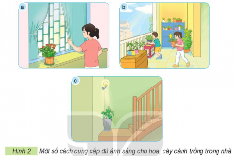 Giải siêu nhanh Công nghệ 4 kết nối Bài 6: Chăm sóc hoa, cây cảnh trong chậu