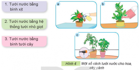 Giải siêu nhanh Công nghệ 4 kết nối Bài 6: Chăm sóc hoa, cây cảnh trong chậu