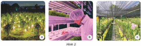 Giải siêu nhanh Khoa học 4 kết nối Bài 9: Vai trò của ánh sáng