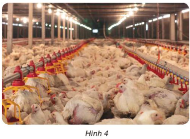 Giải siêu nhanh Khoa học 4 kết nối Bài 9: Vai trò của ánh sáng