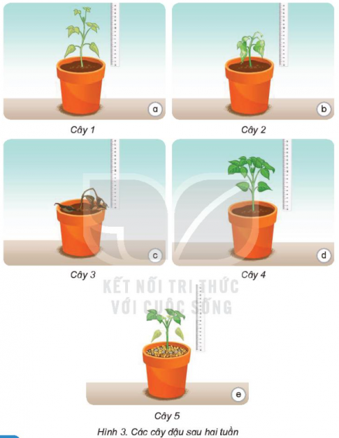 Giải siêu nhanh Khoa học 4 kết nối Bài 15: Thực vật cần gì để sống