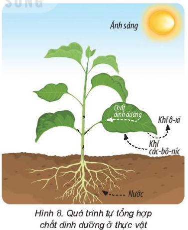 Giải siêu nhanh Khoa học 4 kết nối Bài 15: Thực vật cần gì để sống