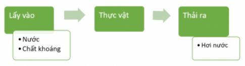 Giải siêu nhanh Khoa học 4 kết nối Bài 15: Thực vật cần gì để sống
