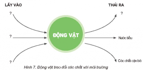 Giải siêu nhanh Khoa học 4 kết nối Bài 16: Động vật cần gì để sống
