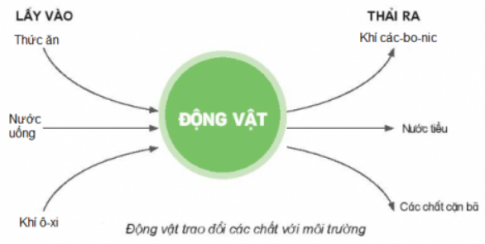 Giải siêu nhanh Khoa học 4 kết nối Bài 16: Động vật cần gì để sống