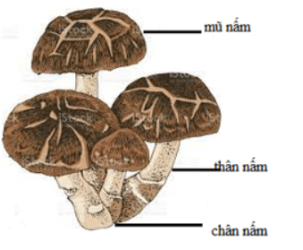 Giải siêu nhanh Khoa học 4 kết nối Bài 19: Đặc điểm chung của nấm