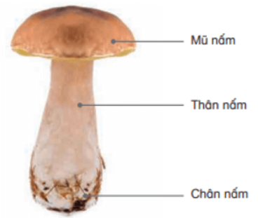 Giải siêu nhanh Khoa học 4 kết nối Bài 19: Đặc điểm chung của nấm