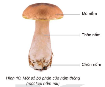 Giải siêu nhanh Khoa học 4 kết nối Bài 19: Đặc điểm chung của nấm